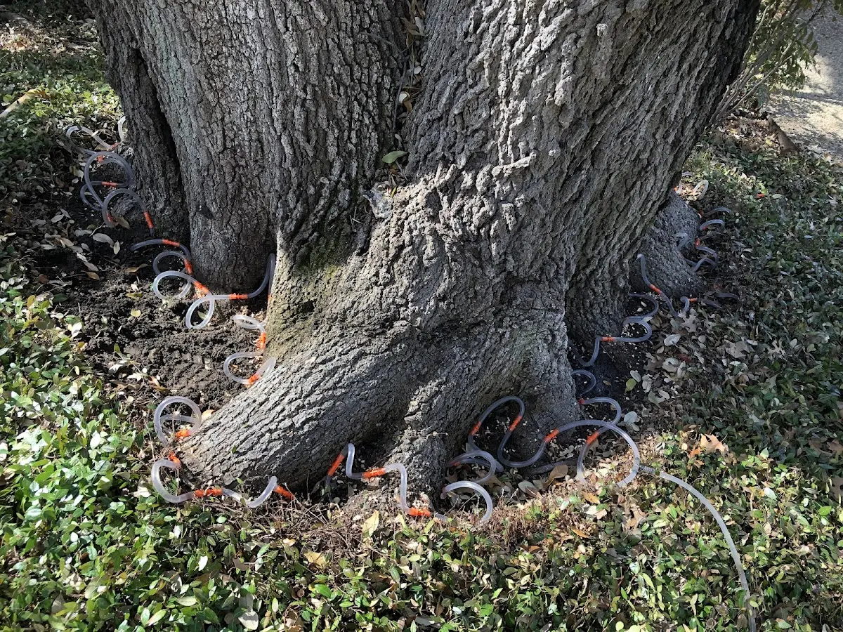 Detailed Tree Cabling and Bracing job site in Dwight